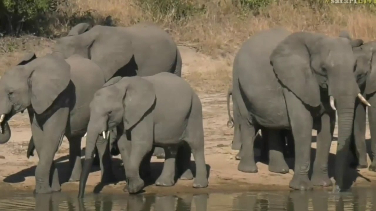 sindile faku June 13, 2017 -Sunrise- A peaceful Herd of Ellies come down for a drink
