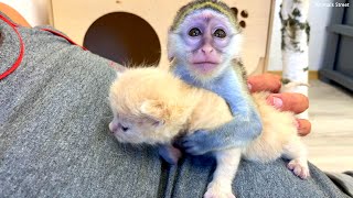 Baby monkey Susie is jealous of a cute kitten for dad
