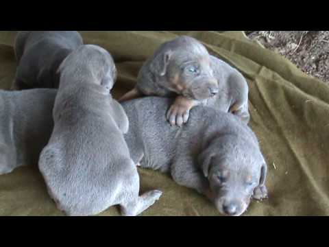 grey doberman puppies