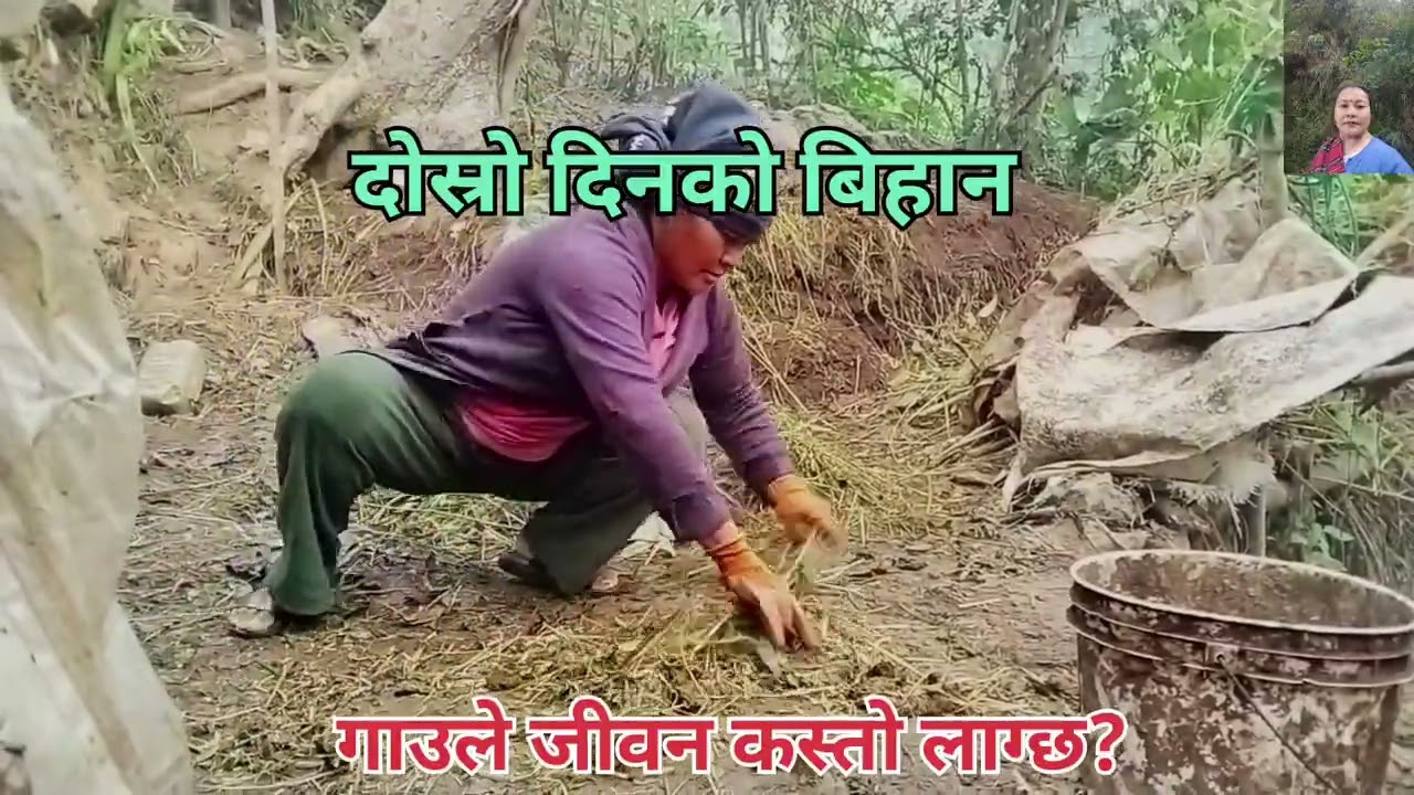 मेरो गाउँ घरको दैनिकि भैंसी दुहुने ,गोबर सोहर्ने घासपात गर्ने यो मेरो सुखले कैले नछाड्ने  भो🙏❤️🌺❤️🙏