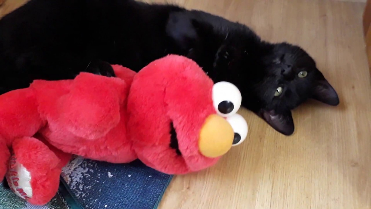 Elmo and his kat - YouTube