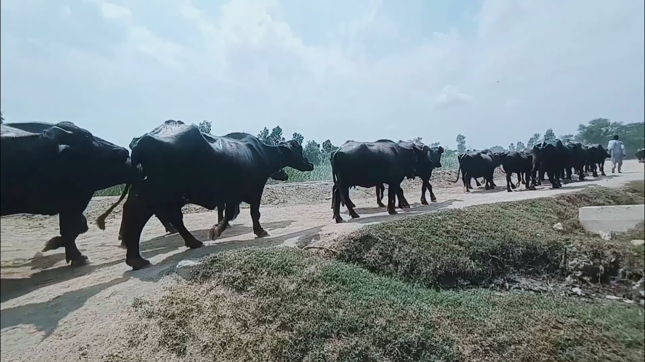 Humre Humre Village Life ki Buffalo and Desi Mahool - YouTube