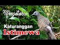 Download Lagu Kriteria Perkutut Katuranggan Istimewa - Kalam Wadi