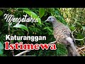 Kriteria Perkutut Katuranggan Istimewa - Kalam Wadi