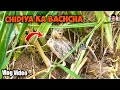 चिड़िया का बच्चा || Barish Ka Mousam || Vlog Video