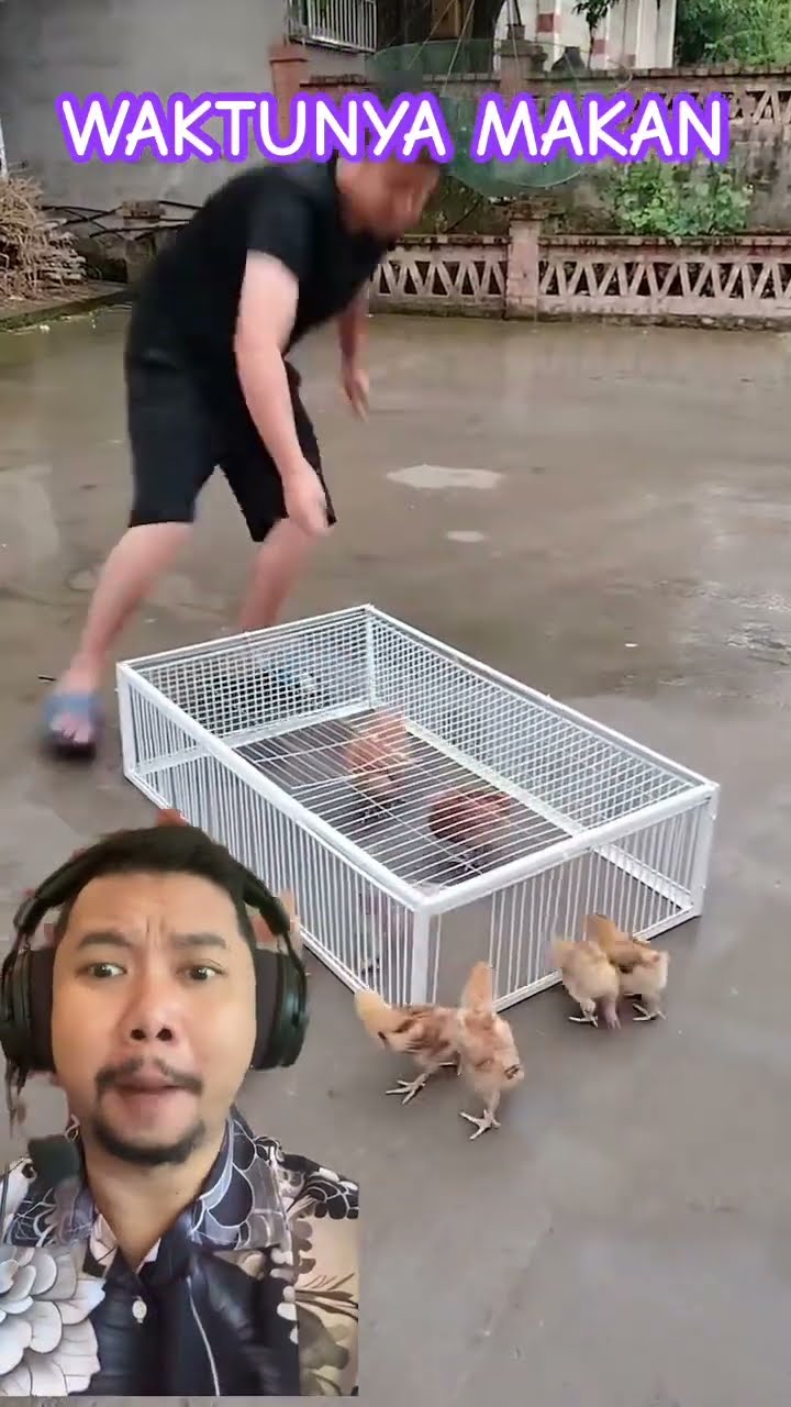 ANAK CHICKEN WAKTUNYA KITA MAKAN!!???