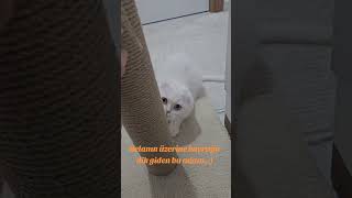 Bal porsuğum, kedi videoları #cat #kedi #kitten #kedivebebek #bebek #bebekvideoları #doğumçantası