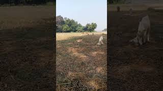 shorts goat farming India बकरी पालन इंडिया