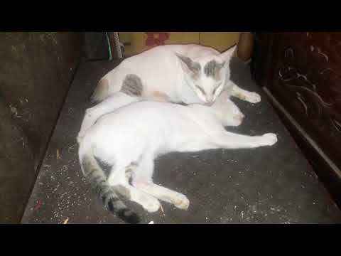 Video: Keamanan untuk Kucing dan Tanaman Hias