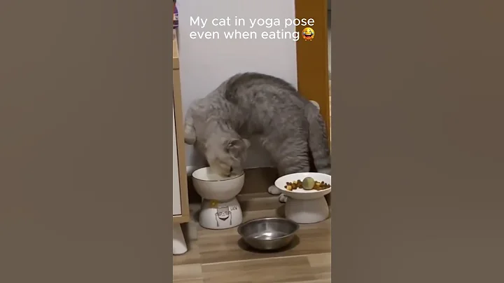 Video 11431411: laugh pets funny cat, cat pets cute animals, enjoys cute funny cat