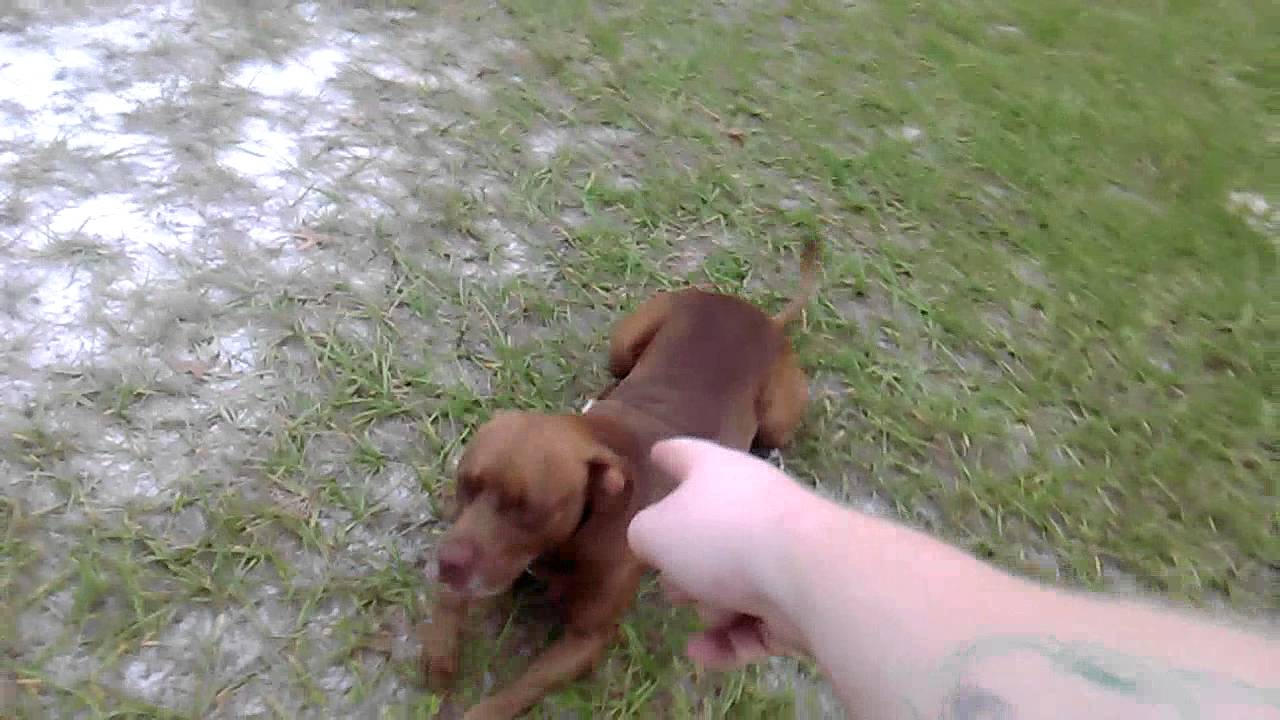 My pit bull, Critter, hurt his leg and this is him limping and walking