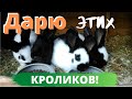 Разбирайте крольчат Великана. Кролики Бесплатно!