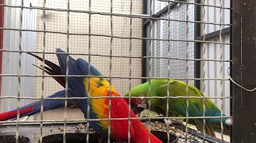 Thumbnail of Scarlet x buffon macaw