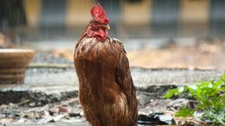 época de lluvia valdrá la pena criar gallinas ponedoras