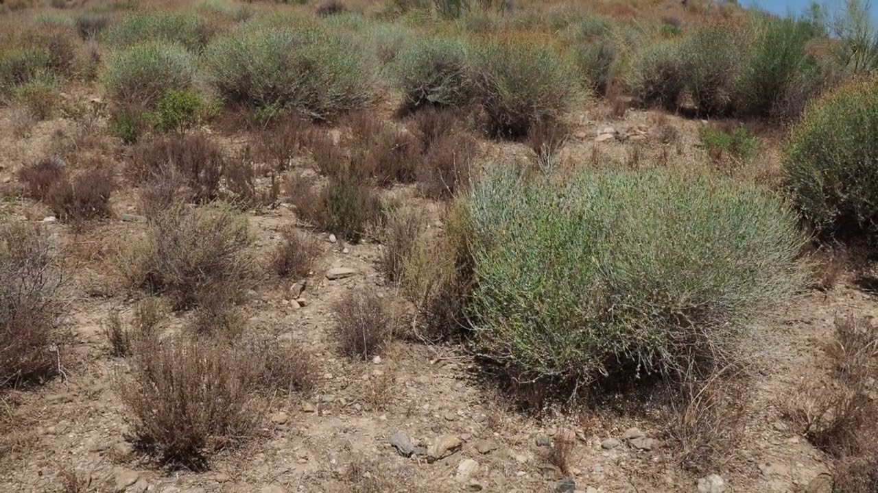 Aestivation of Testudo graeca graeca in Spain