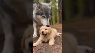 Девушка гуляла со щенком и встретила волчицу с волчатами