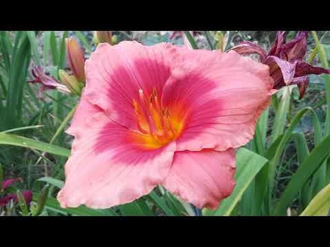 Video: Daylily Stella De Oro - características de cultivo