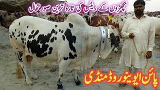 Pine Avenue Road Cow Mandi Lahore Near Shano Baba Chowk Beautiful Qurbani Calf Latest Rate Update