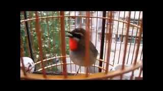 ☆Burung Kicau Siberian Ruby Throat