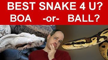 Boa Constrictor vs Ball Python: Which is the Best Pet Snake for You?
