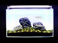 Aquascaping | IWAGUMI 60p step by step /back to the simplicity/