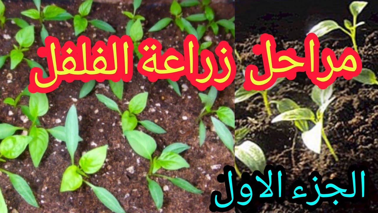 مراحل زراعة شتلات الفلفل والطماطم من البداية يوتيوب