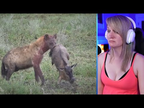 60 Times Newborns Were Attacked By Predators Part 2 | Pets House