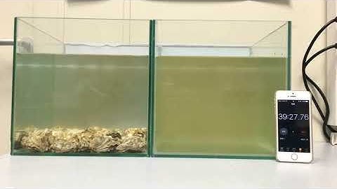 How oysters can clean up polluted water