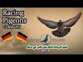 Racer pigeon loft from germany  homer pigeons  fair pigeon club  2022