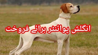 English Pointer Dog Available For Sale In Pakistan | Hunting Dog |