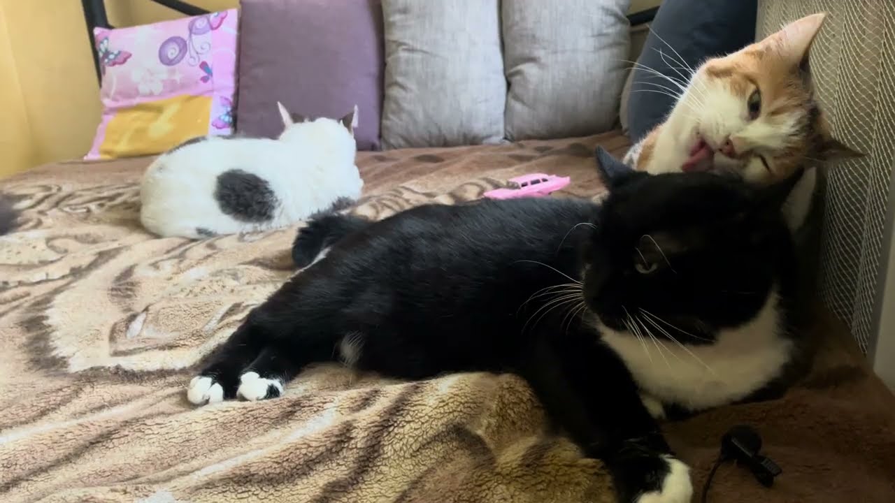 Relaxing ASMR videos for sleep. Purring Cat sound for Relaxation. Cat Purr. Cute Cat purring 108 