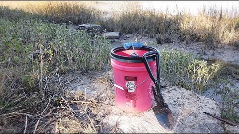 How to find and catch fiddler crabs.