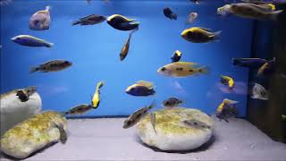 Otopharynx Lithobates Aqua-Treff Cichlidenfest 2018