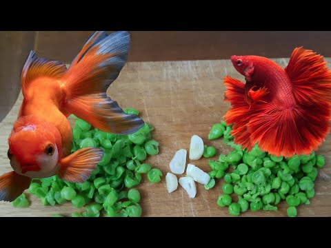 Video: Come Cucinare Il Pesce Rosso?