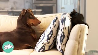 Firecracker Doberman Falls In Love With Tiny Kitten   Cuddle Buddies