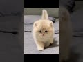 Cute  cats vs scarry Cats || #catshorts