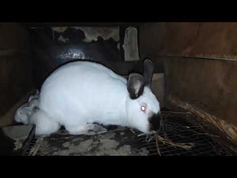 მებოცვრეობა