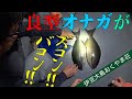 春の磯釣りで良型オナガ【伊豆大島】