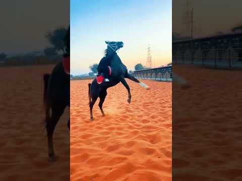 فارس صغير