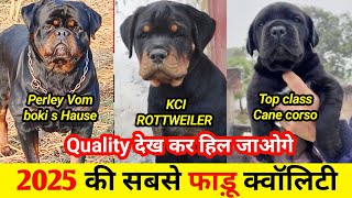 2025 की सबसे तगड़ी क्वालिटी | Import & Kci Rottweiler | Top class Cane corso for sale