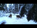 Cerf biches et loups aux 1ères neiges en montagne  alt 1600 m (Alpes, Savoie)