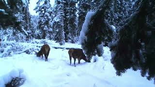 Cerf biches et loups aux 1ères neiges en montagne  alt 1600 m (Alpes, Savoie)