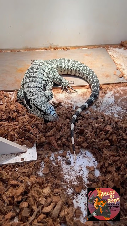 #tegu unboxing ￼