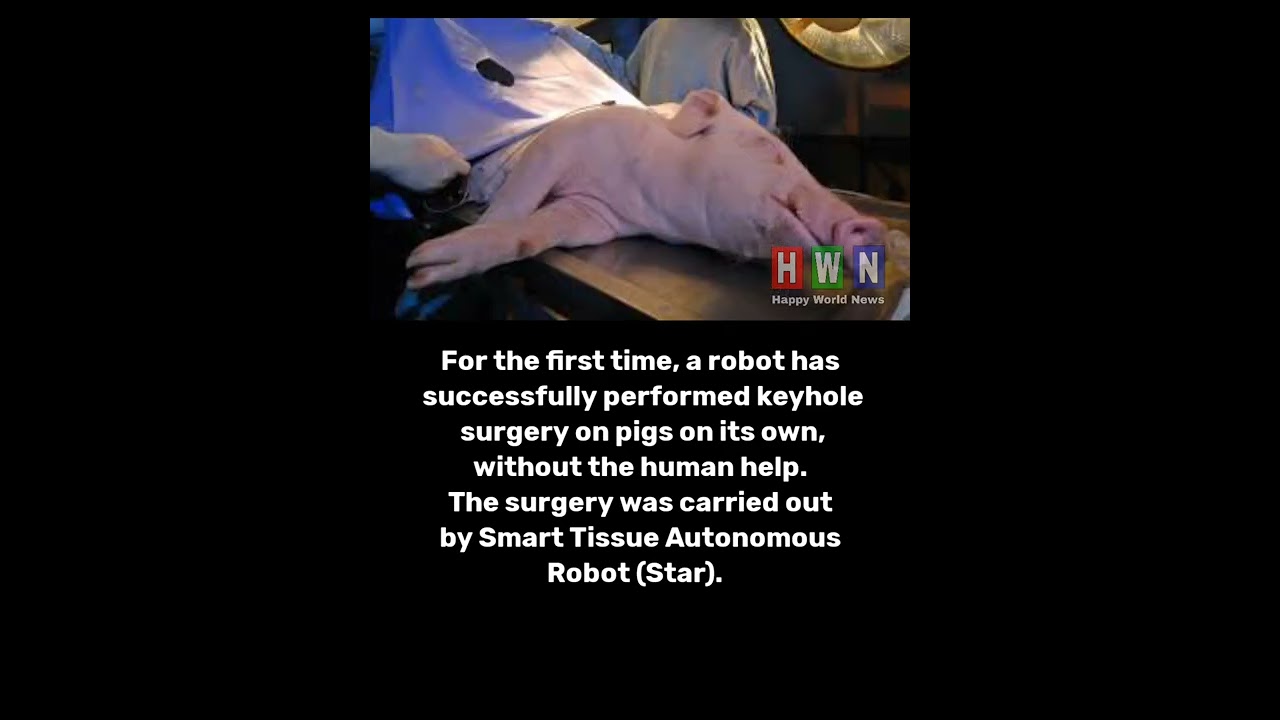 Pig surgery by robot 
