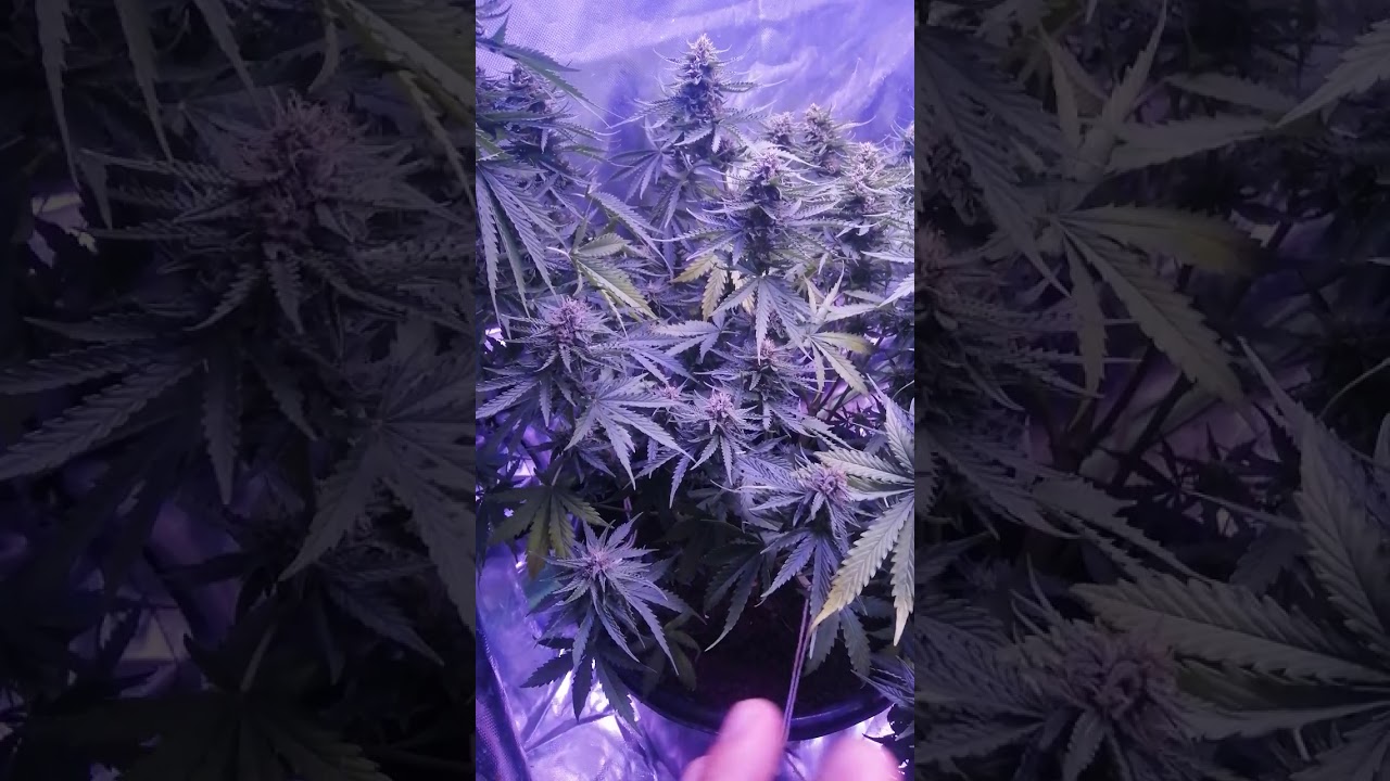 CRITICAL KUSH AUTO HOW TO WATER YOUR PLANTS CORRECTLY🌱🌱🌱🌱