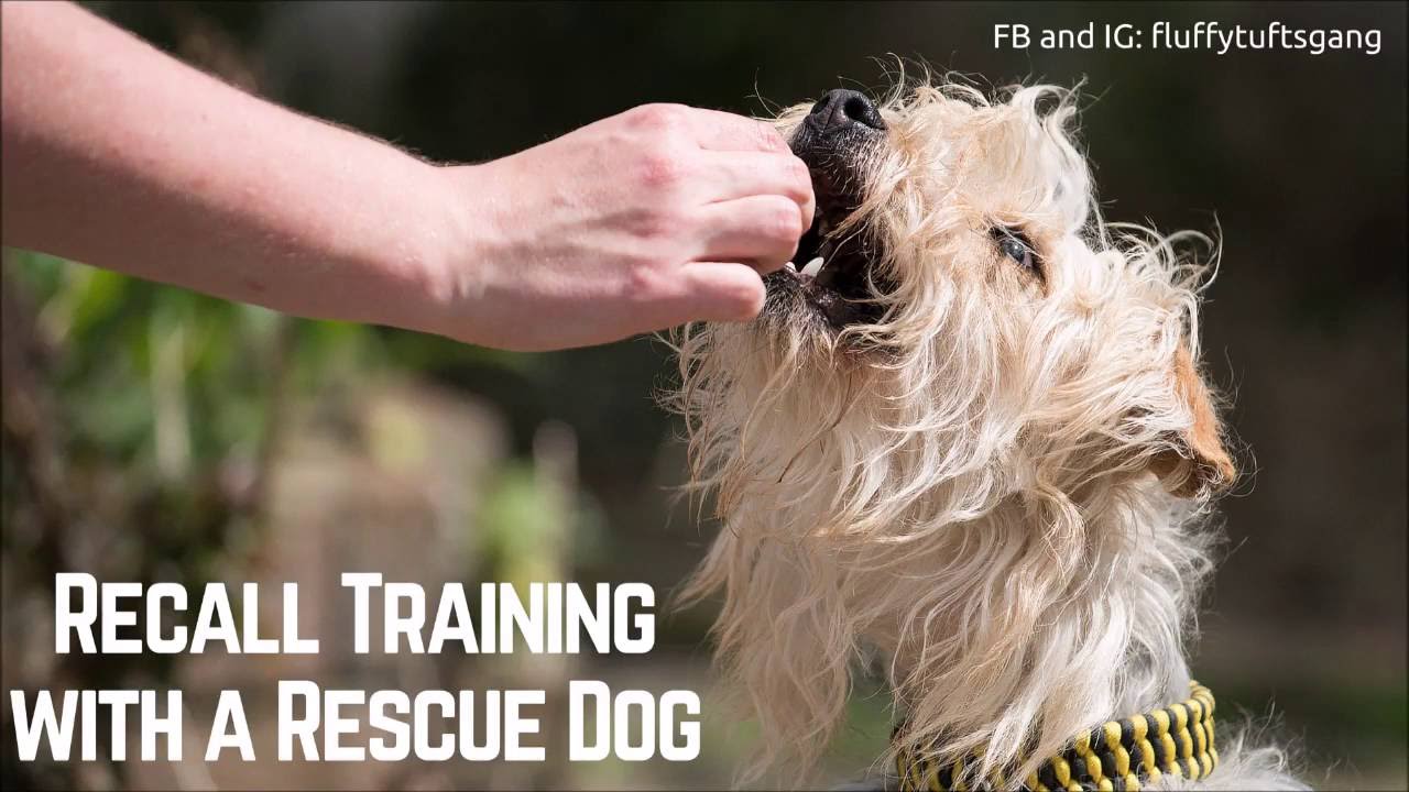 Rescue Dogs How to start your Recall Training YouTube