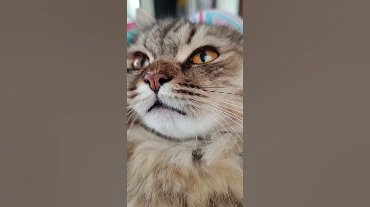 Video 9275661: royal bengal cat, bengal pets cats cute