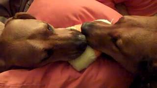 Rhodesian Ridgeback Beagles vs. the Candy Corn Squeak Toy