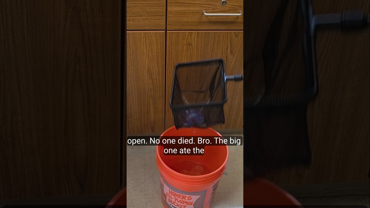 Diamond is a Cannibal II