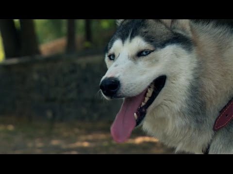 Video: Ինչպես վարվել ագրեսիվ շան հետ հանդիպելիս